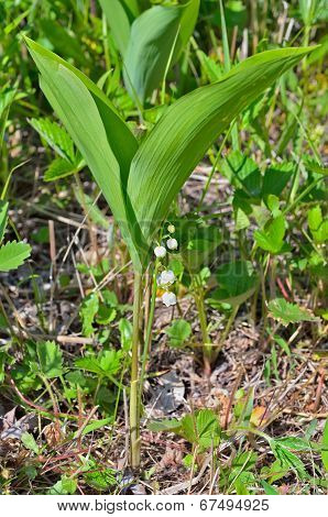 Flowers Of May Lily