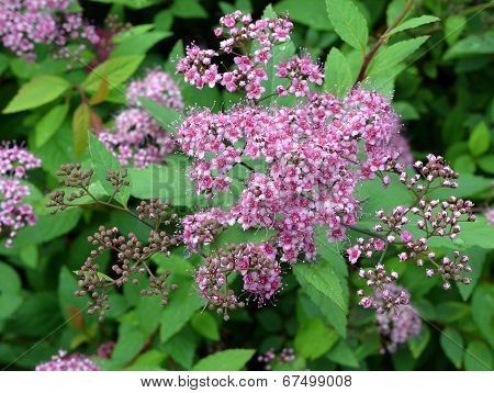 Abstract Background Meadowsweet Flowers