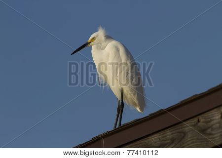 Perched Heron