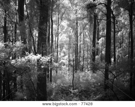 Forêt d'infrarouge