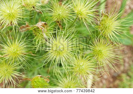 Bush in the garden