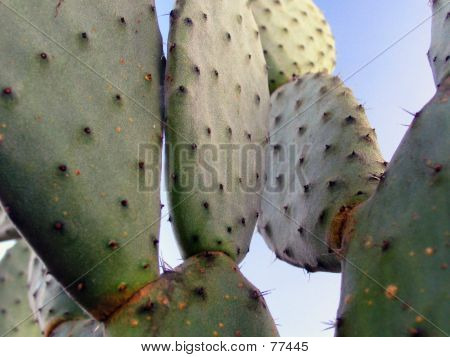 Cactus