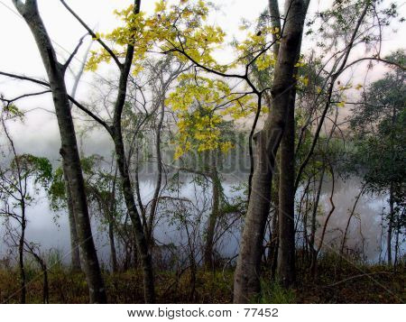 Berges du ruisseau