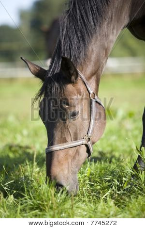 Retrato de caballo