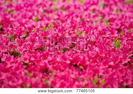 Carpet of  pink flowers, Rhododendron.