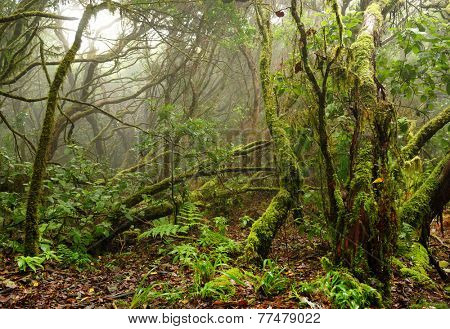 Laurel forest in Canary Islands, Spain, Europe