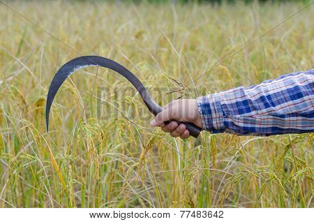 Ear Of Rice And Sickle
