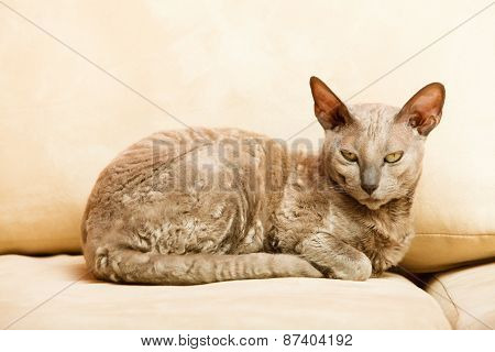 Animals At Home. Egyptian Mau Cat
