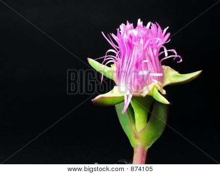 Bloem