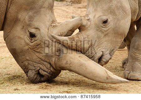White Rhinoceros Battle 3