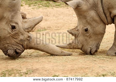 White Rhinoceros Battle 8
