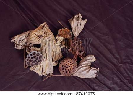 Dried Seedpod Of The Lotus