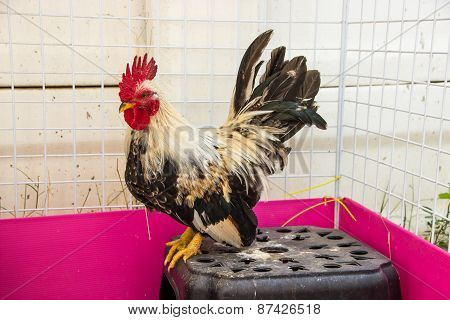 Rooster