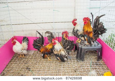 Rooster