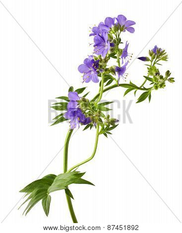 Greek valerian