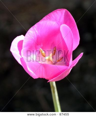 Pink Tulip1