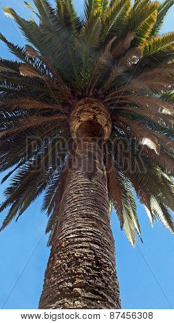 Summer Palm Tree