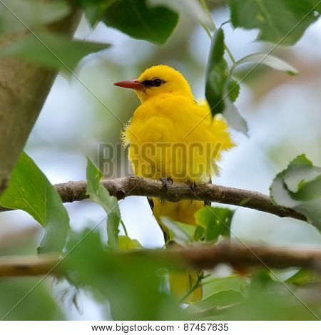 Golden Oriole in natural habitat - male (Oriolus oriolus)