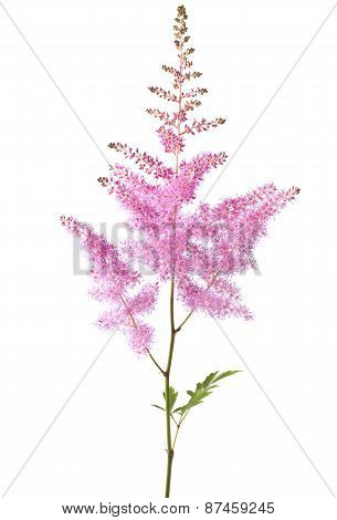 Pink Astilbe