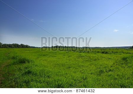 The green grass on the field and blue sky, little clouds