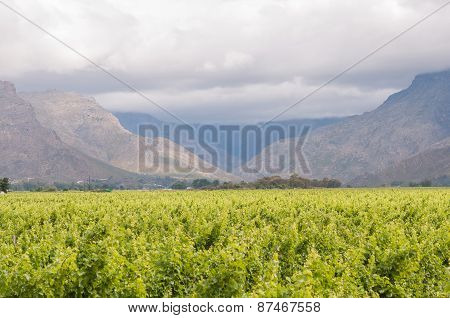 View Accross Vineyards To The Hawequas Mountains