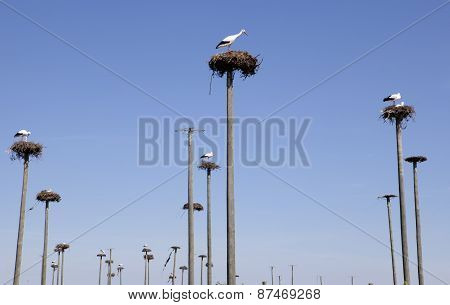 Storks Colony