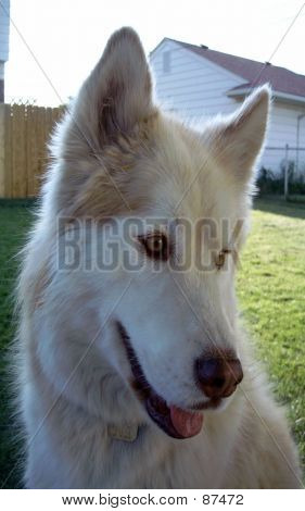 Glade Husky