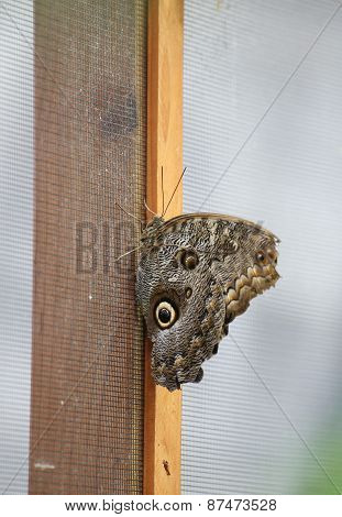 Forest Giant Owl (caligo Eurilochus)