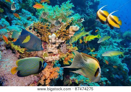Tropical Fish and Coral Reef on Red Sea