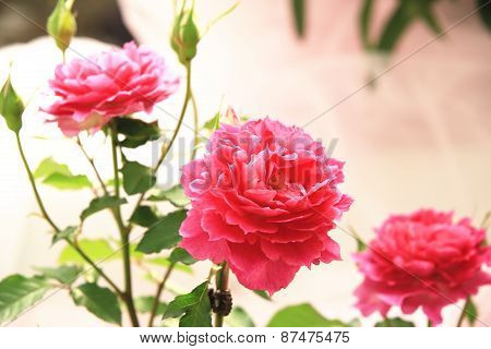 Red roses and buds,three beautiful red roses in full bloom in the garden in spring,closeup