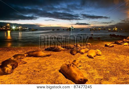 Beautiful sea lions sleeping along the port in San Cristobal island during sunset, Galapagos