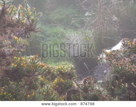 Lacelike Cobwebs In The Mist
