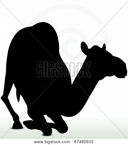 Camel In Kneeling Pose