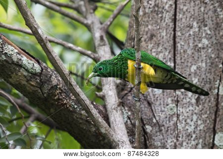 Emerald Cuckoo (chrysococcyx Cupreus) Perched With Caterpillar
