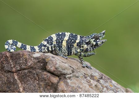 Melleri's Chameleon (chameleo Melleri) Posing On A Rock