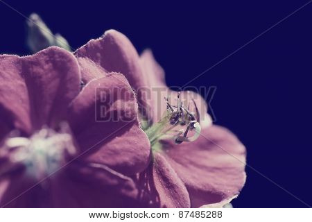 Vintage Spring Flower Close Up