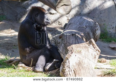 Gorilla - (gorilla Gorilla)