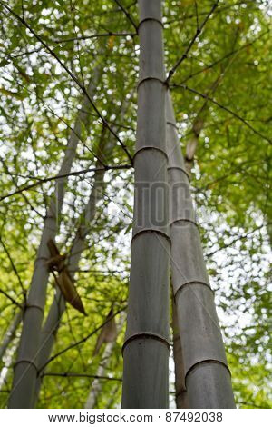 A photo of looking up to a Green bamboo forest in Asia