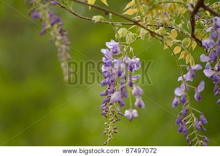 Wisteria flower bloom against a white sky background