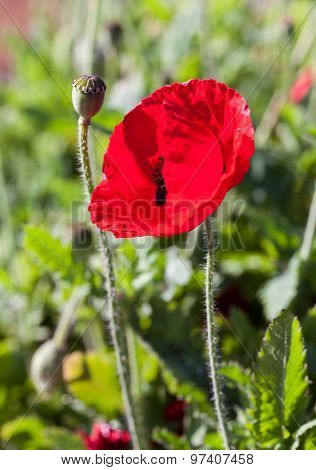 Red Poppy Flowers In Chiengmai - North Of Thailand.