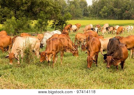 Cow