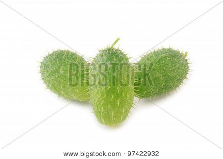Ecballium