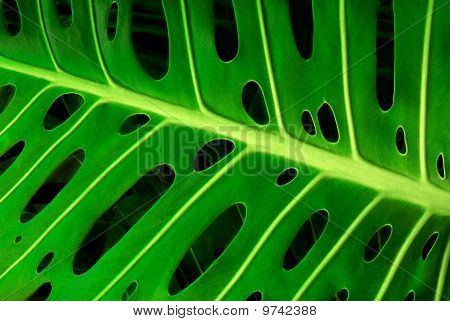 Monstera foglia