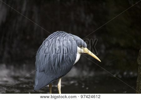 Blue Heron
