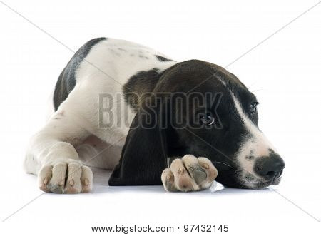 Puppy Braque D'auvergne