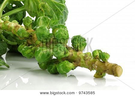 Brussel spirer stilk