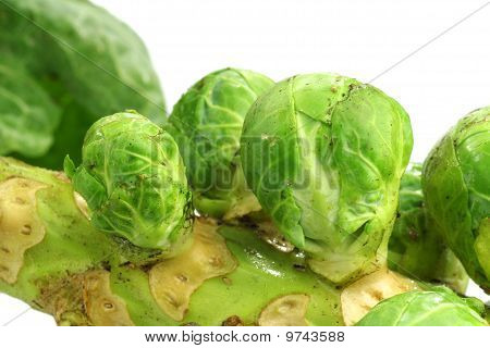 Brussel spirer stilk