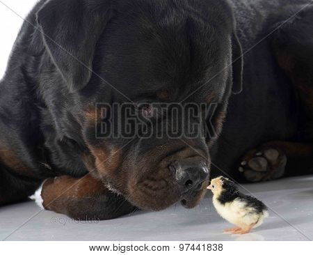 Rottweiler And Chick