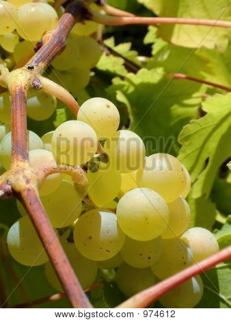 Hrozny na Vine