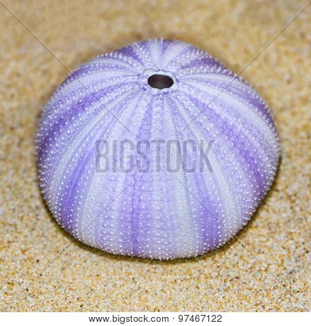 Shell Of Sea Urchin Or Urchin